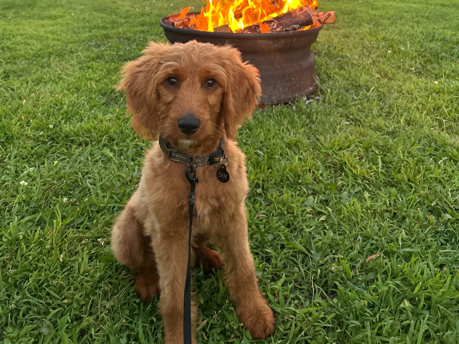 Mini Golden Doodle 1 year old male small named Sam for breeding in Denton, Texas | Petmeetly