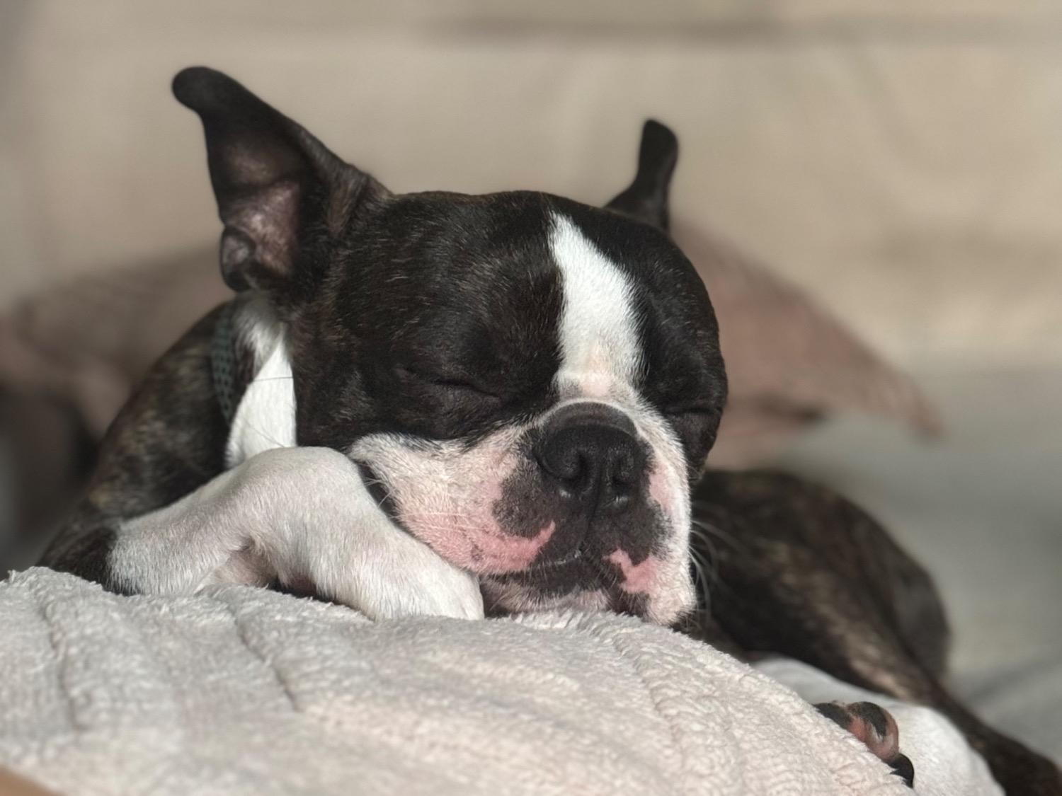 Boston Terrier 2 years old male medium named Moyzi for breeding in Gaithersburg, Maryland | Petmeetly