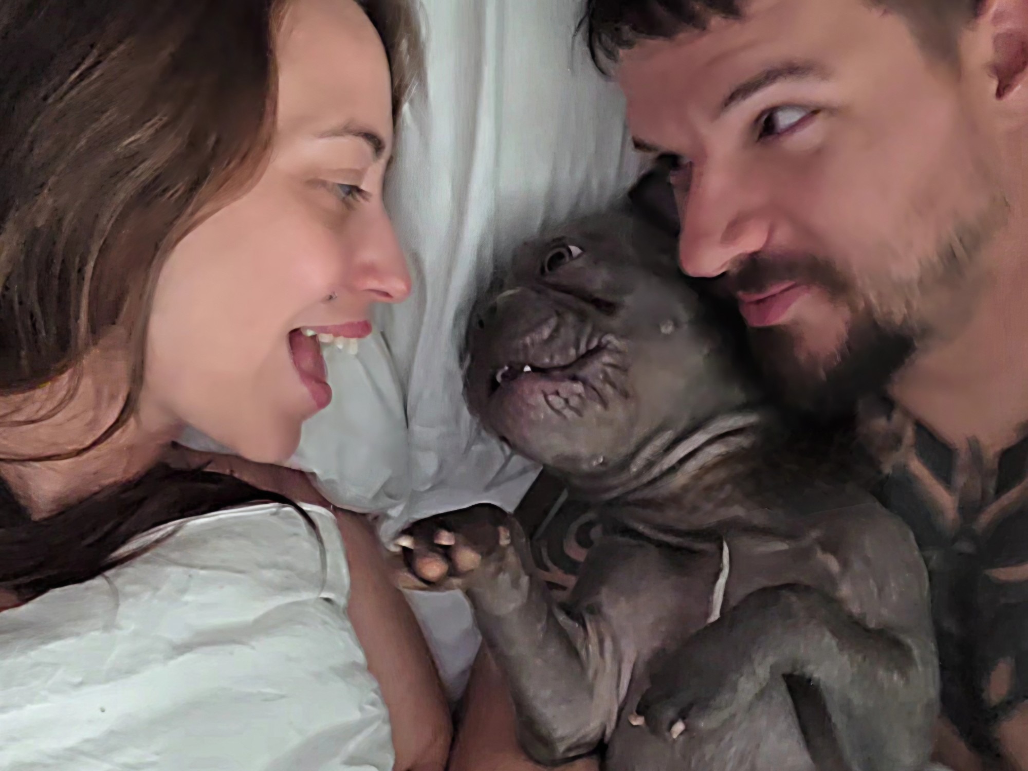 French Bulldog 1 year old male medium named Kruz for breeding in Evansville, Indiana | Petmeetly