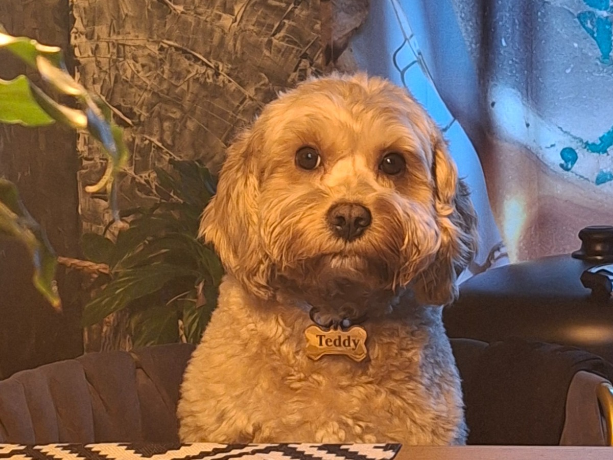 teddy - Cockapoo | Petmeetly