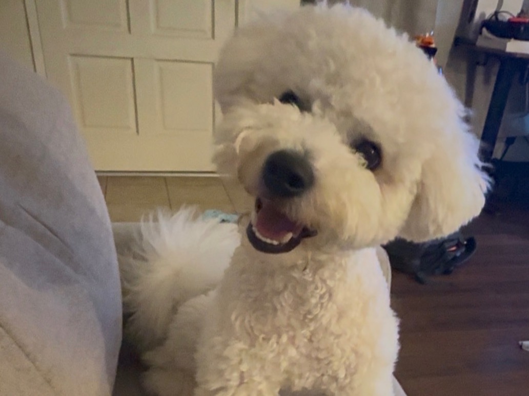 Bichon Frise 1 year 4 months old male small named Buddy for breeding in Costa Mesa, California | Petmeetly