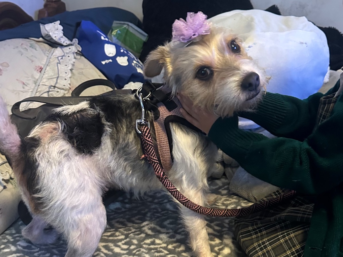 Jack Russell Terrier 5 years old female small named Cricket for breeding in Pico Rivera, California | Petmeetly