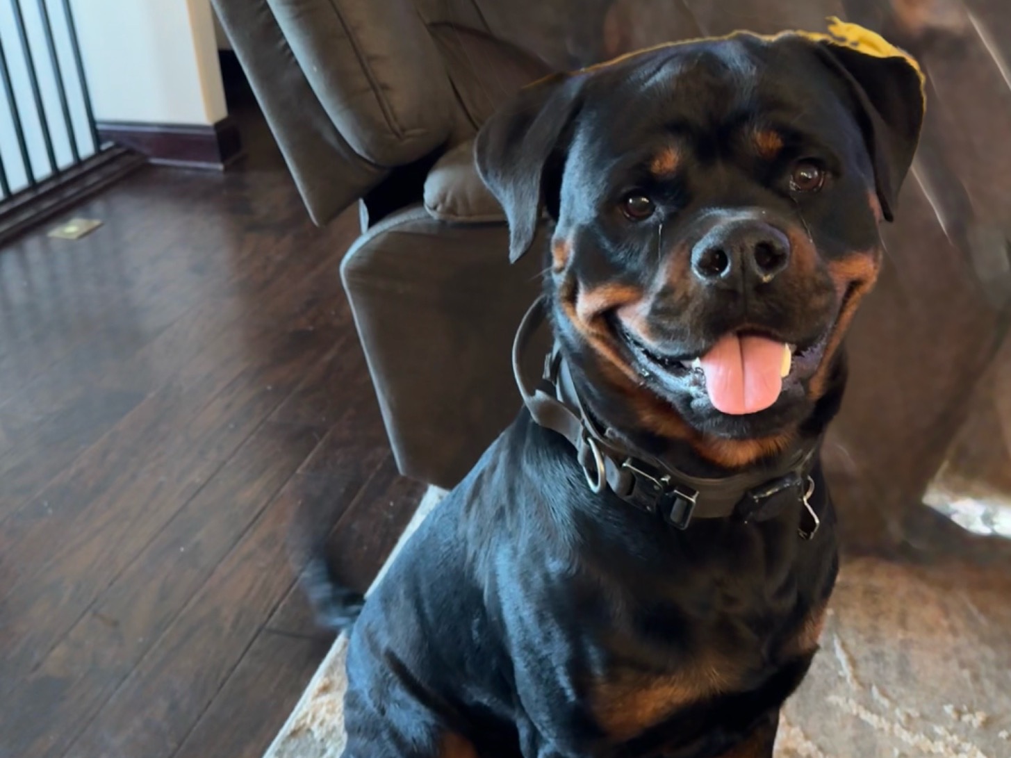 Bandit - German Rottweiler | Petmeetly