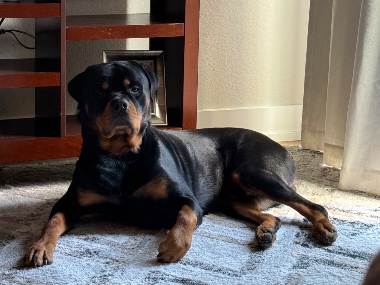 Rottweiler 3 years old male large named Koda for breeding in Port Charlotte, Florida | Petmeetly