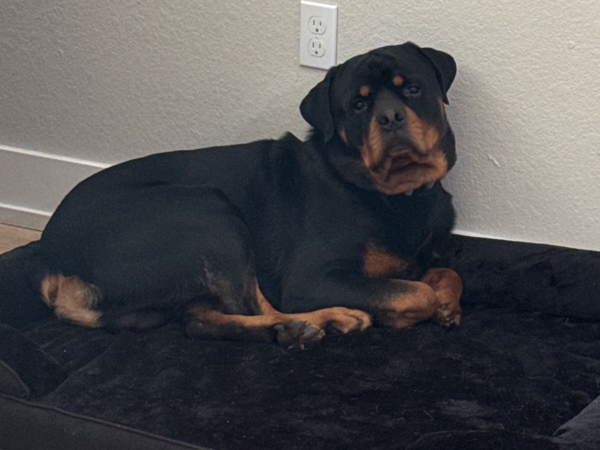 Rottweiler 3 years old male large named Koda for breeding in Port Charlotte, Florida | Petmeetly