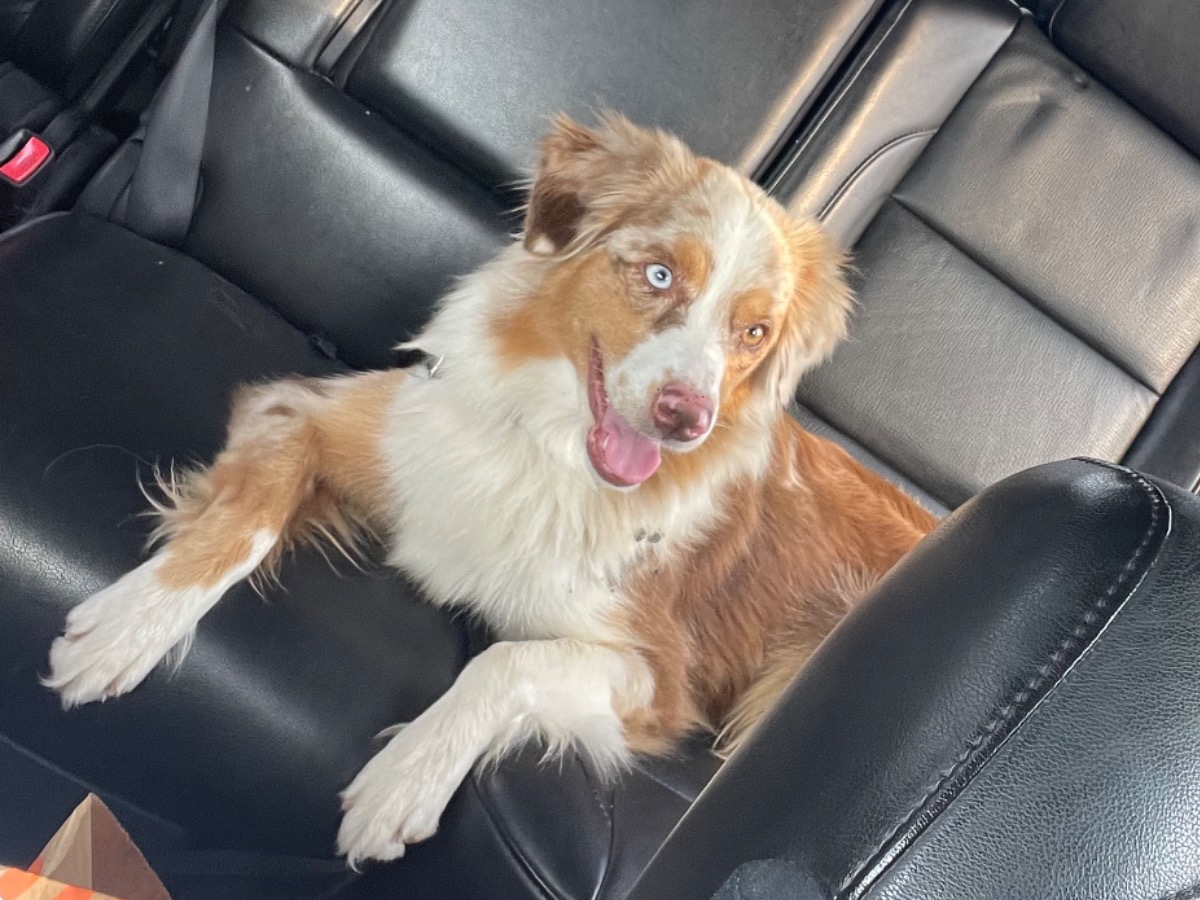 Australian Shepherd 4 years old female medium named LuLu for breeding in Corpus Christi, Texas | Petmeetly