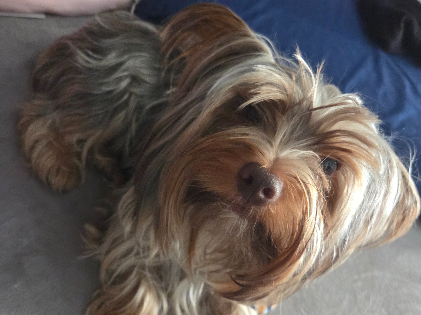 Yorkshire Terrier 1 year old male small named Buddy Love for breeding in Tucson, Arizona | Petmeetly