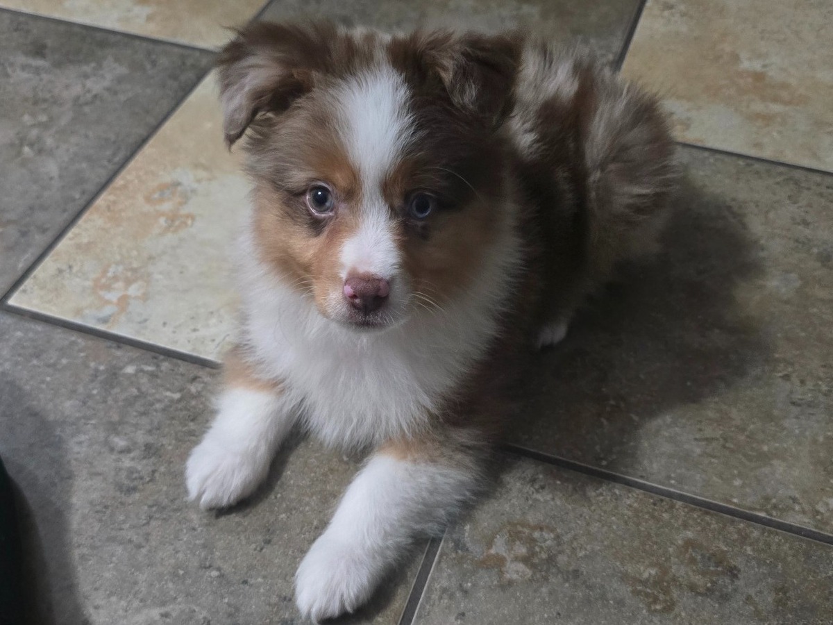 Australian Shepherd 1 year 3 months old male medium named Levi for breeding in Grapevine, Texas | Petmeetly