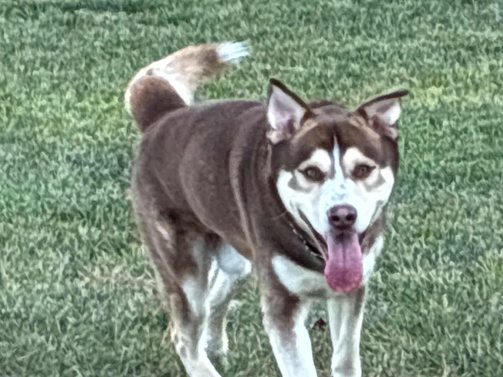 Siberian Husky 4 years old male large named Dodger for breeding in Hillsboro, Ohio | Petmeetly