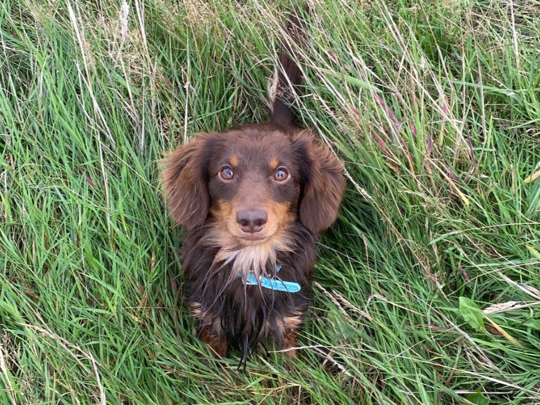 Hugo - Miniature Dachshund | Petmeetly