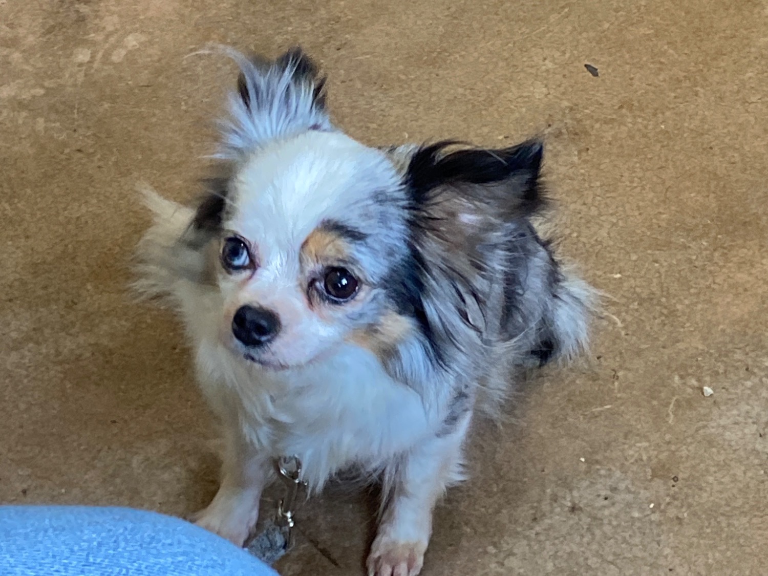 Marie - Chihuahua | Petmeetly