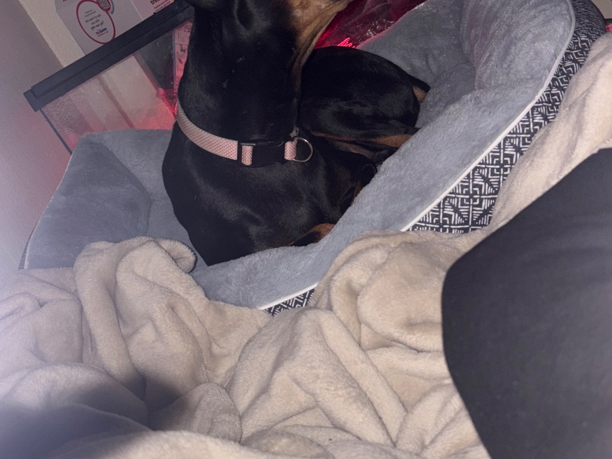 Doberman 2 years old female medium named bella for breeding in Denver, Colorado | Petmeetly