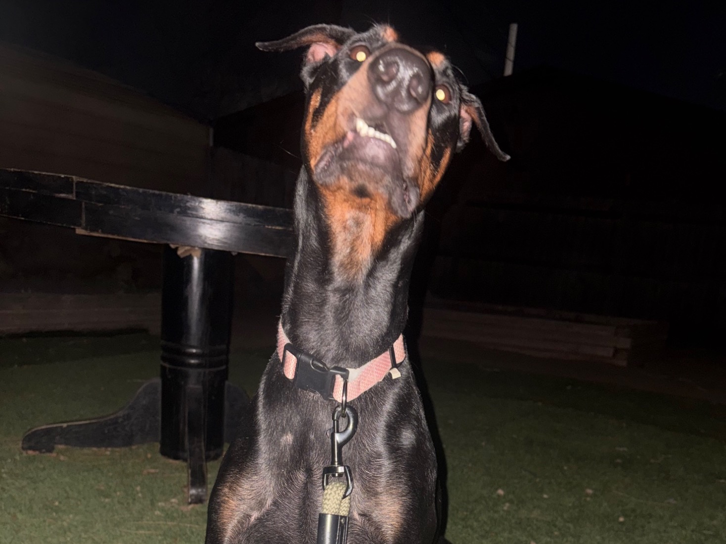 Doberman 2 years old female medium named bella for breeding in Denver, Colorado | Petmeetly