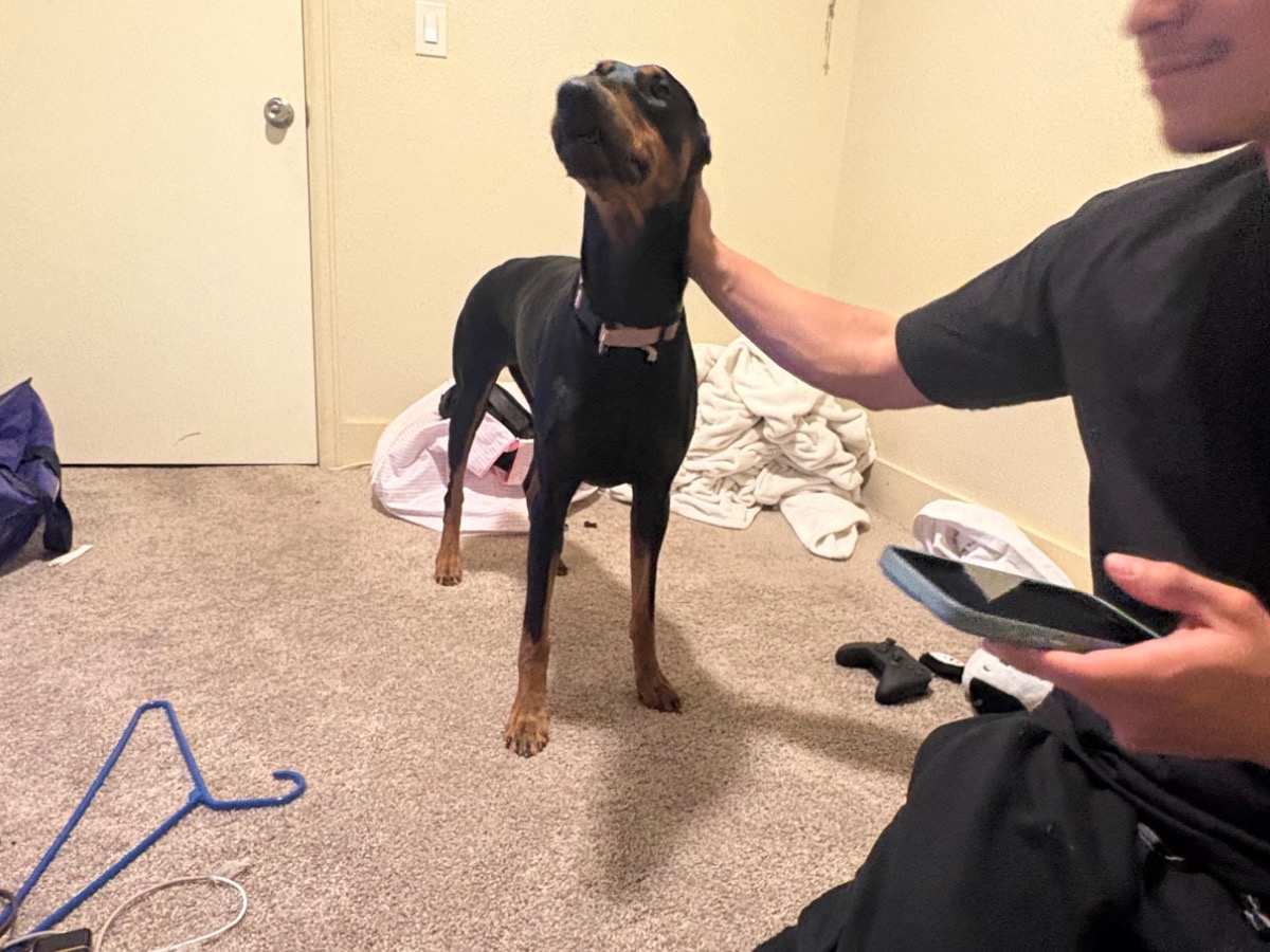 Doberman 2 years old female medium named bella for breeding in Denver, Colorado | Petmeetly