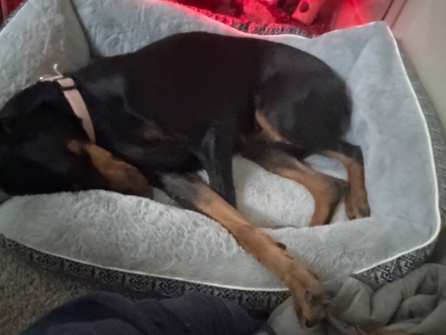 Doberman 2 years old female medium named bella for breeding in Denver, Colorado | Petmeetly