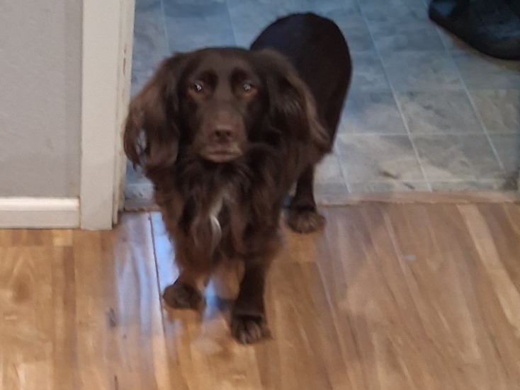 Cocker Spaniel 5 years old female medium named EL for breeding in Medford, Oregon | Petmeetly