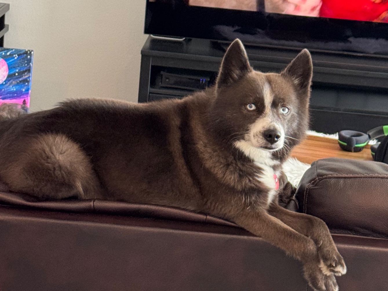 Pomsky 7 years old male small named Jax for breeding in Denton, Texas | Petmeetly