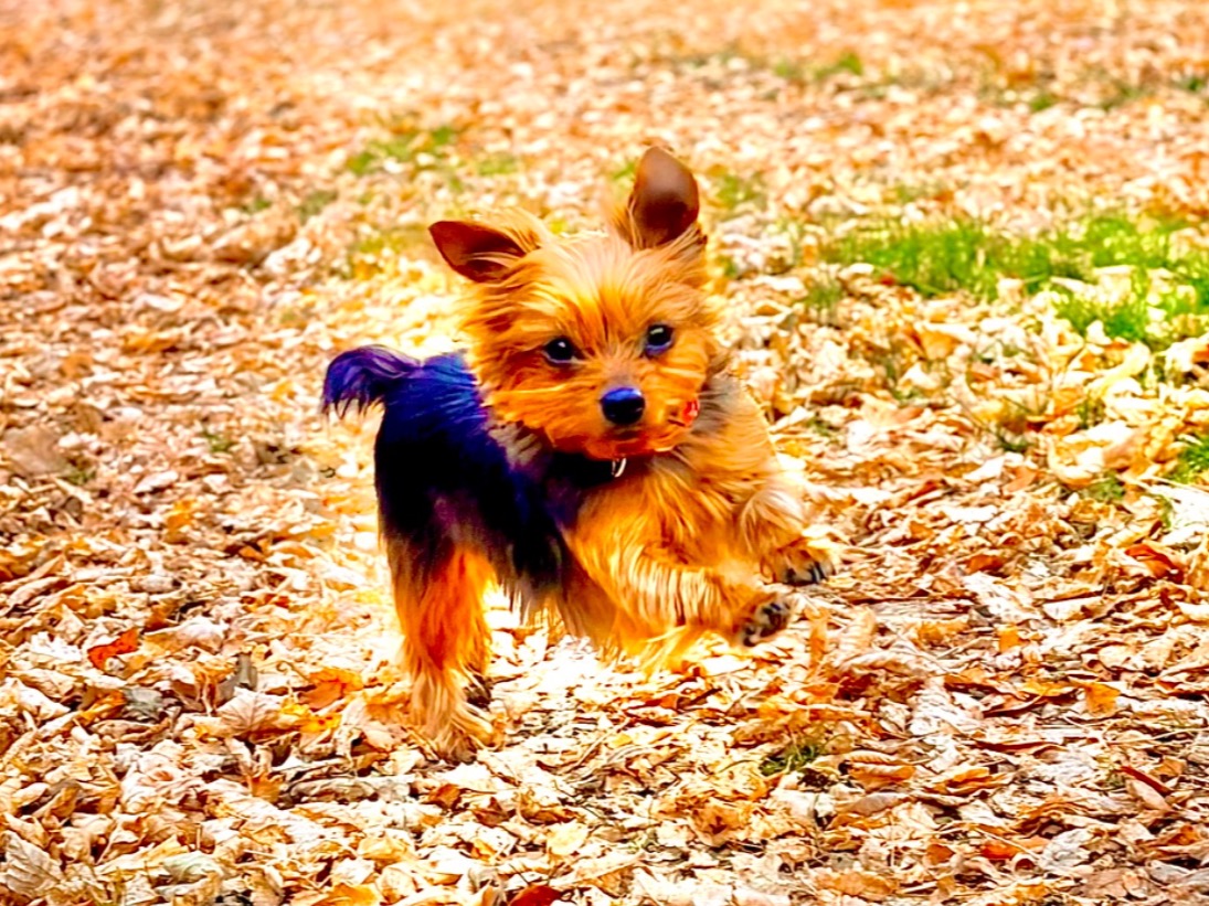 Lola - Yorkshire Terrier | Petmeetly