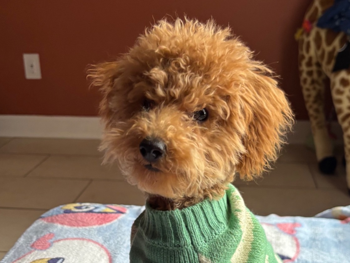 Toy Poodle 1 year old male small named muenco for breeding in Smyrna, Tennessee | Petmeetly