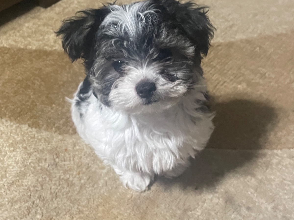 cane - Maltipoo | Petmeetly