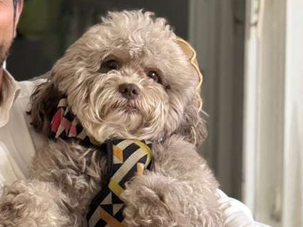 Labradoodle 4 years old male medium named Milo for breeding in Doral, Florida | Petmeetly