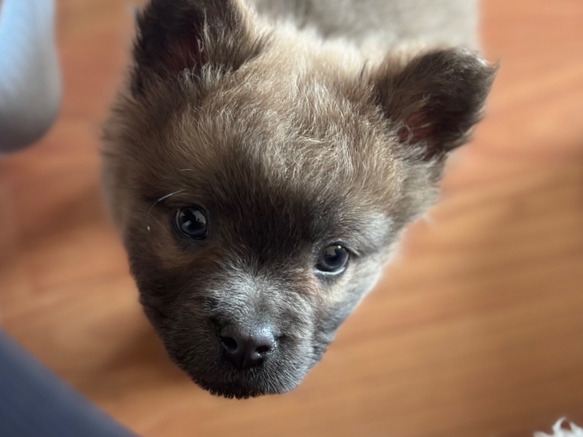 Chow Chow 1 year 10 months old male medium named Wolfie for breeding in Dudley, England | Petmeetly