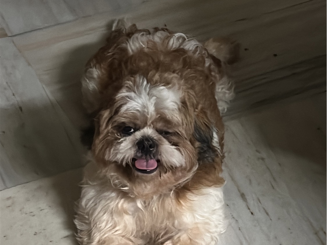 leo - Shih Tzu | Petmeetly