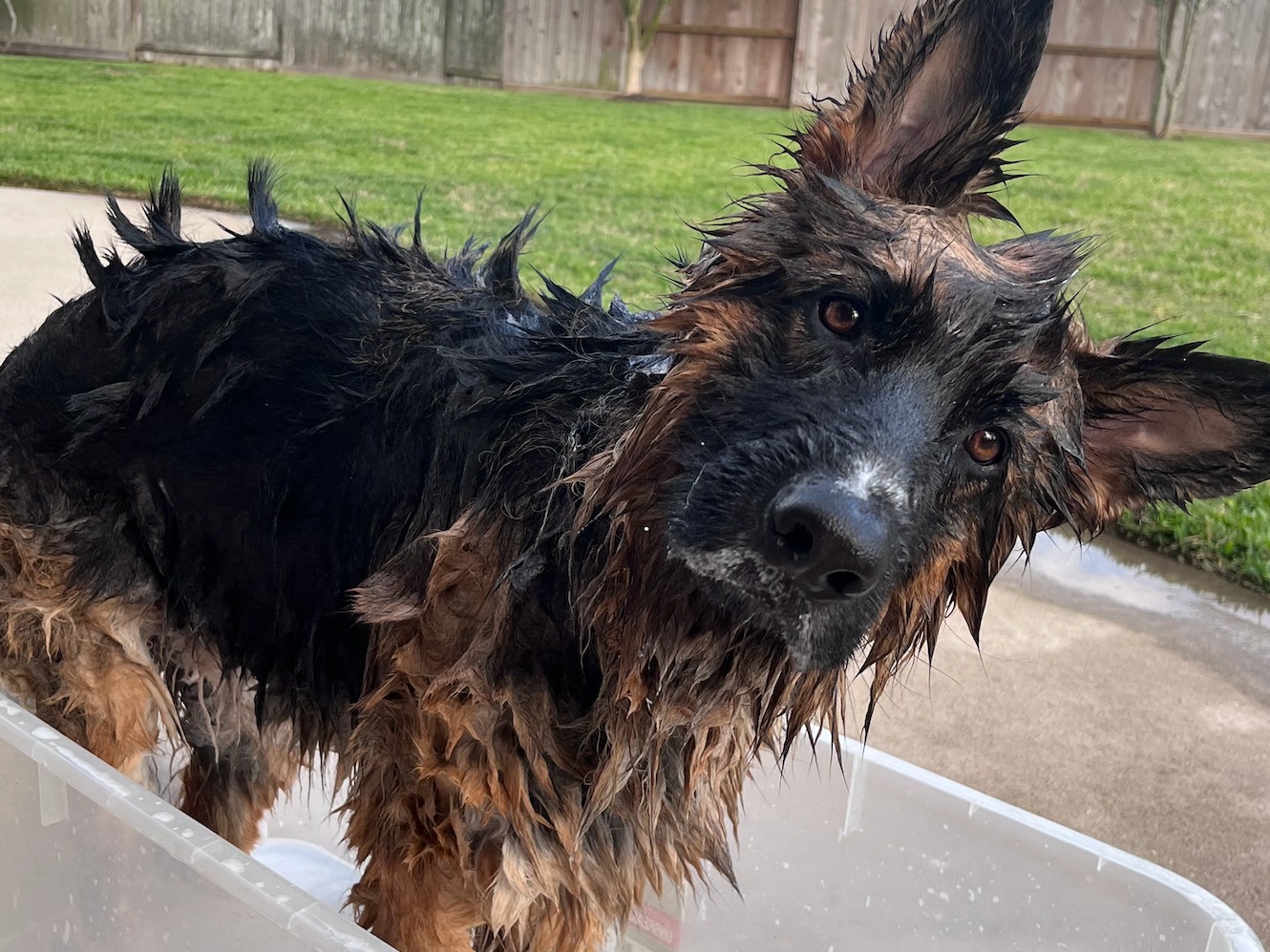 German Shepherd 5 years old female large named Kira for breeding in Katy, Texas | Petmeetly