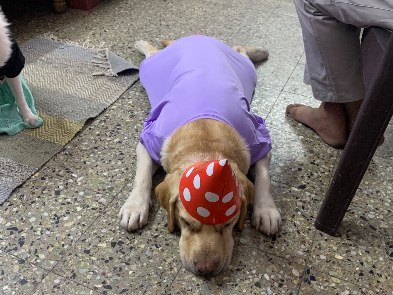 pluto - English Labrador Retriever | Petmeetly