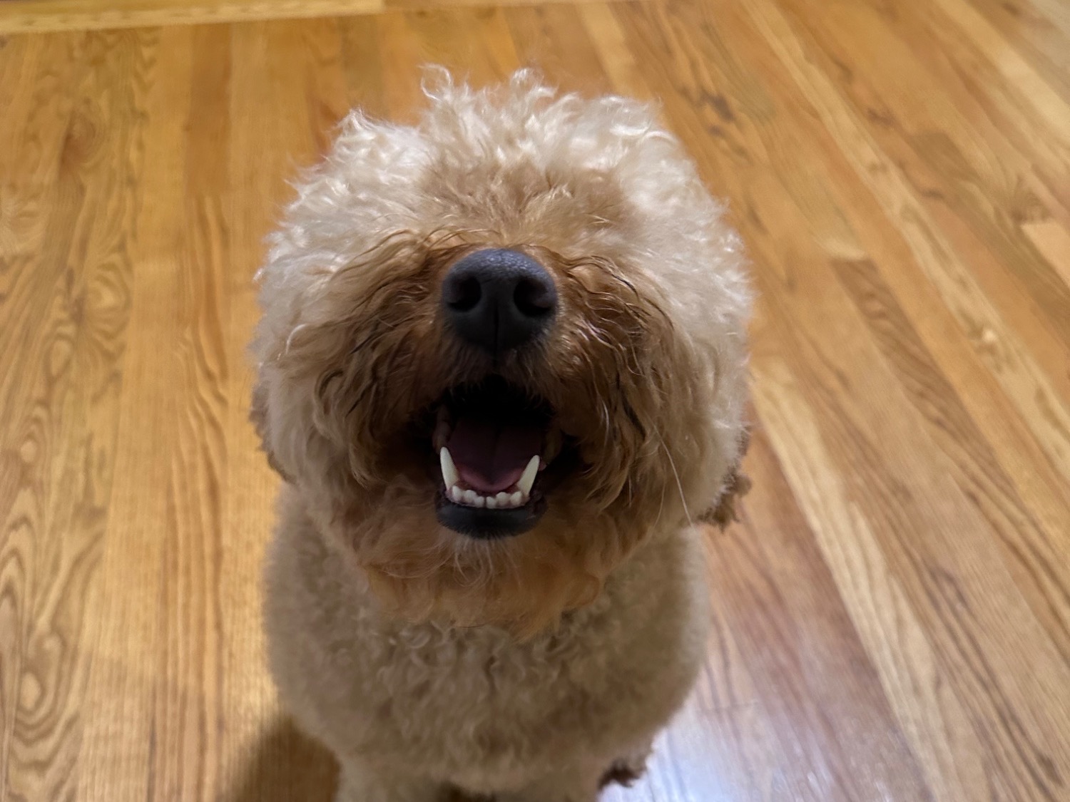 Golden Retriever 6 years 5 months old female medium named coco for breeding in Stanwood, Washington | Petmeetly