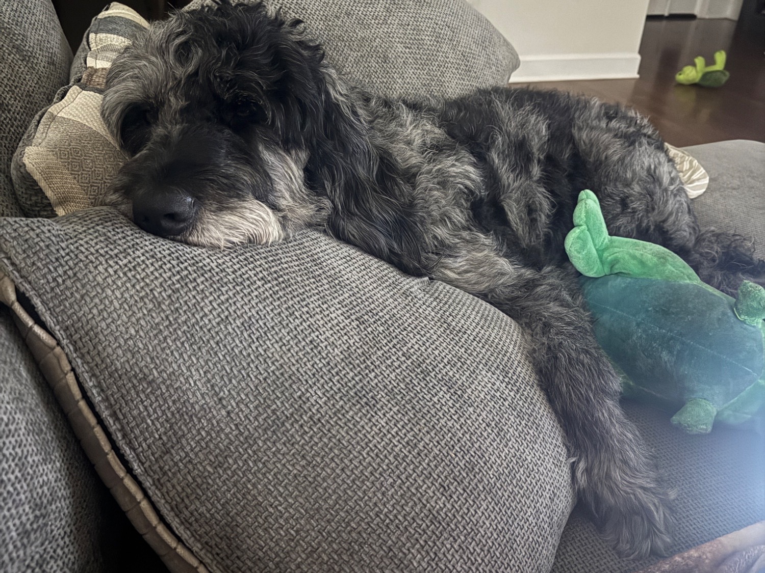 Benji - Poodle | Petmeetly