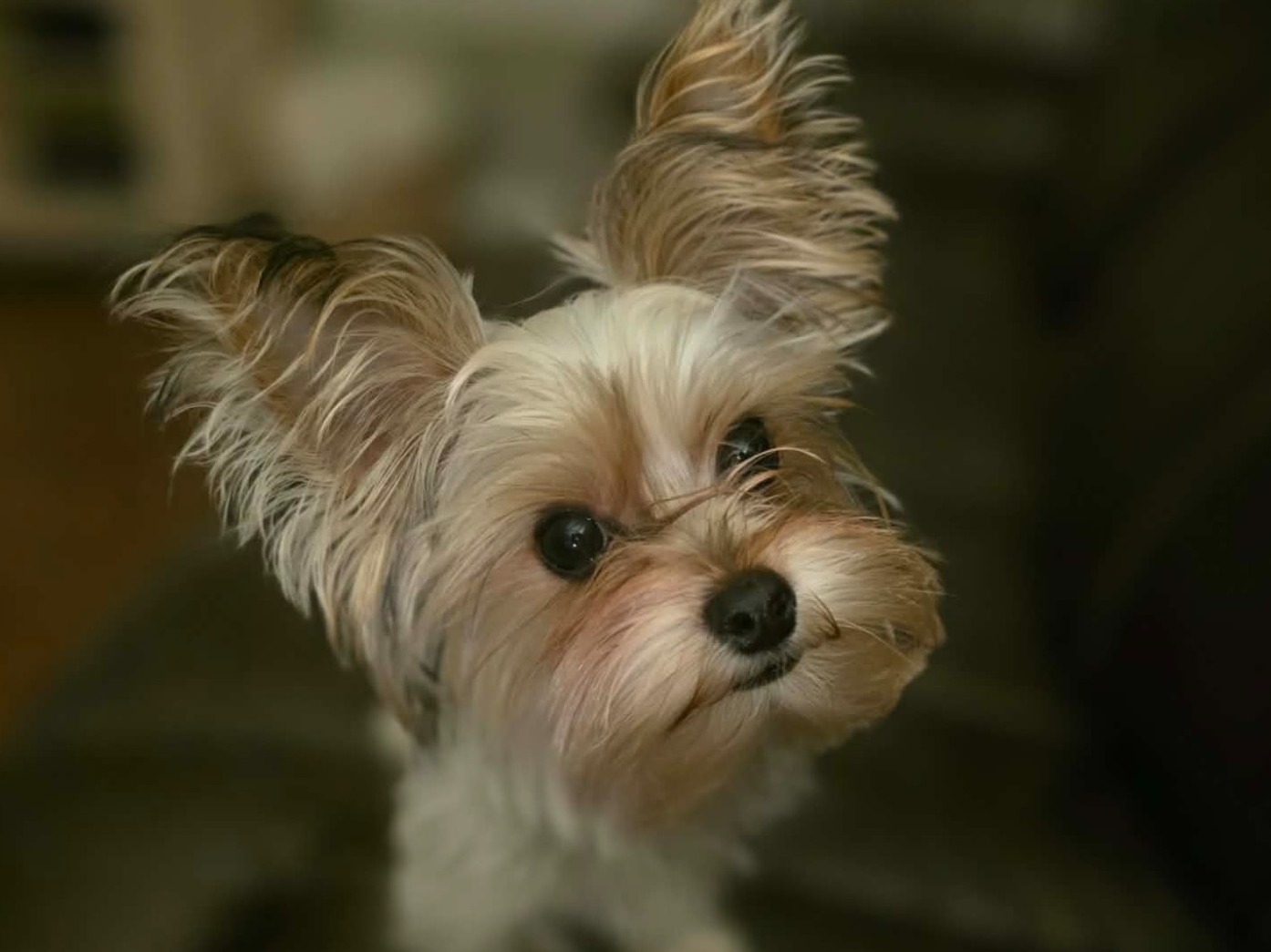 Pip - Yorkshire Terrier | Petmeetly