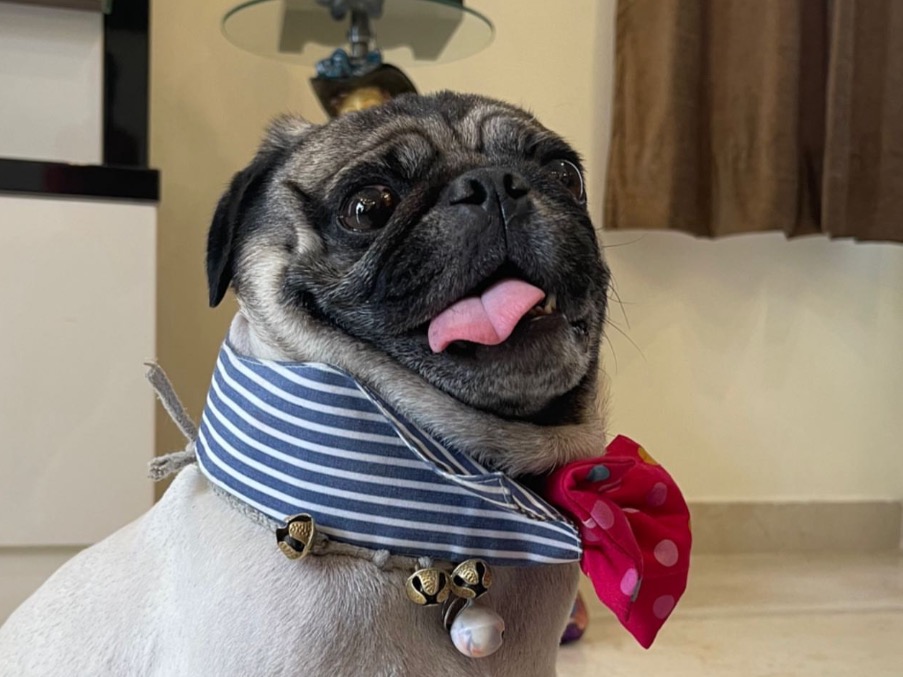 Pug 8 years old male medium named casper for breeding in Lucknow, Uttar Pradesh | Petmeetly