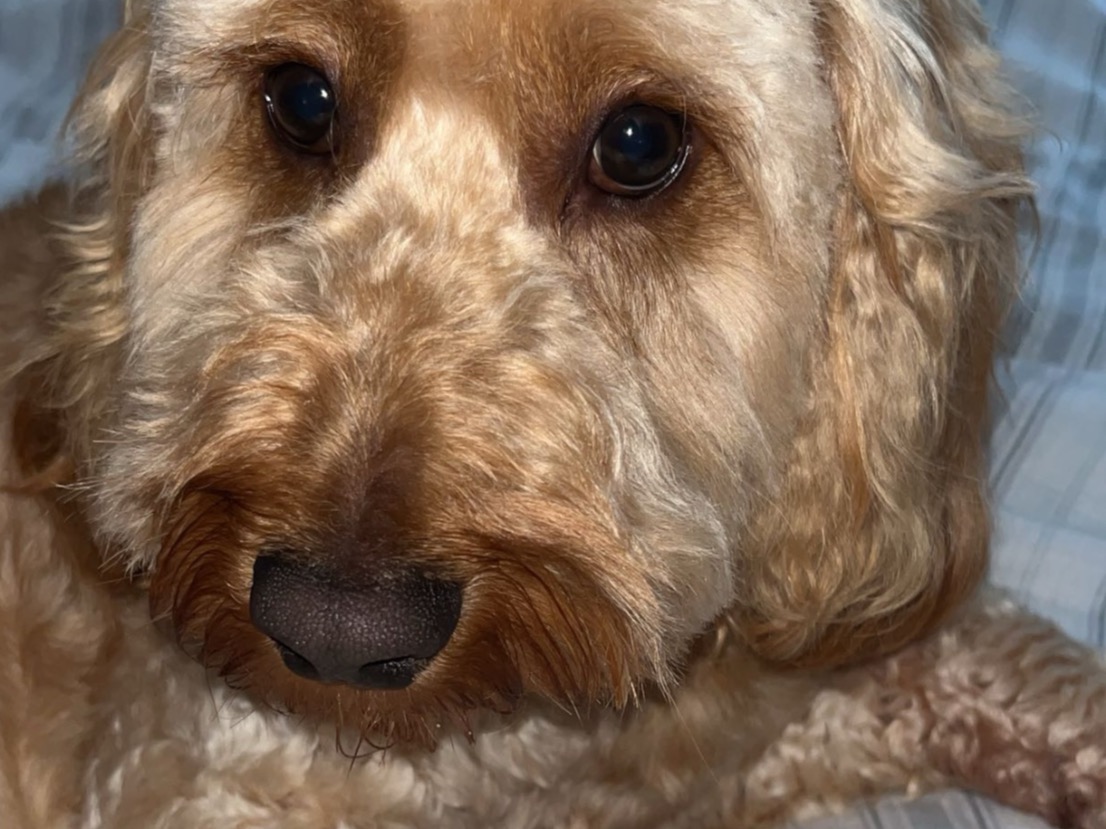 Cocker Spaniel 2 years 6 months old male medium named Gus for breeding in Glasgow, Scotland | Petmeetly