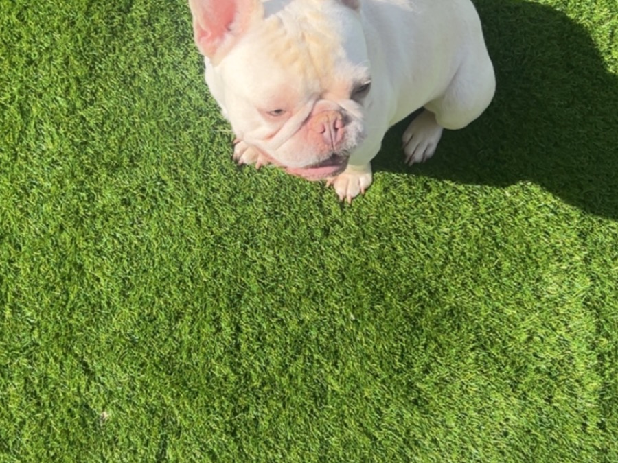 French Bulldog 6 years old male small named bruno for breeding in Chelmsford, England | Petmeetly