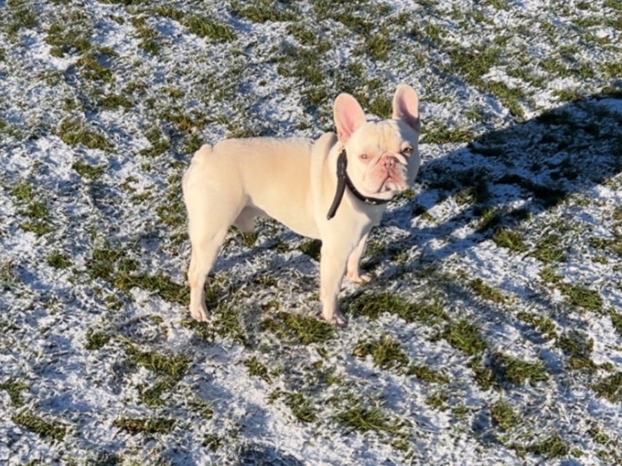 French Bulldog 6 years old male small named bruno for breeding in Chelmsford, England | Petmeetly