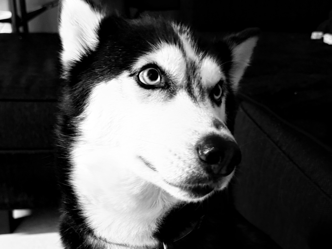 Sky - Siberian Husky | Petmeetly