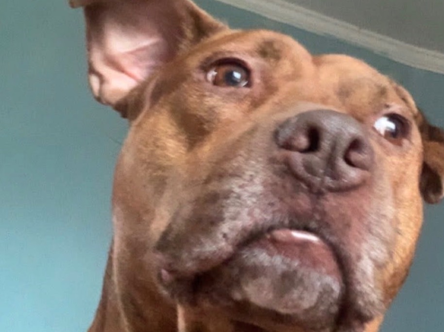 Killua - Rednose Pitbull Terrier | Petmeetly