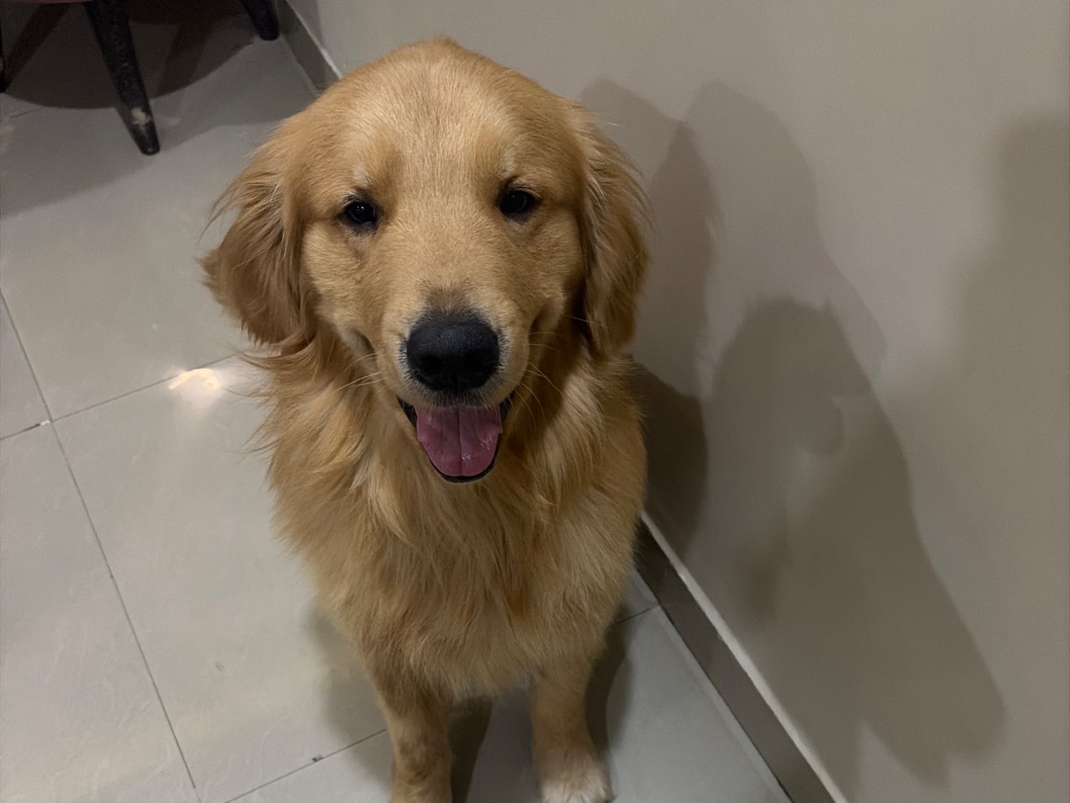 simba - English Golden Retriever | Petmeetly
