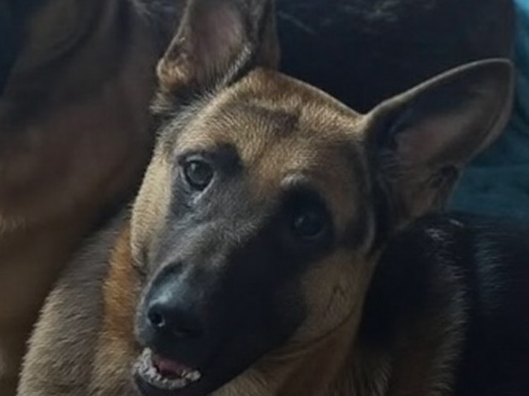 German Shepherd 2 years old male extra large named Winston for breeding in New York, New York | Petmeetly