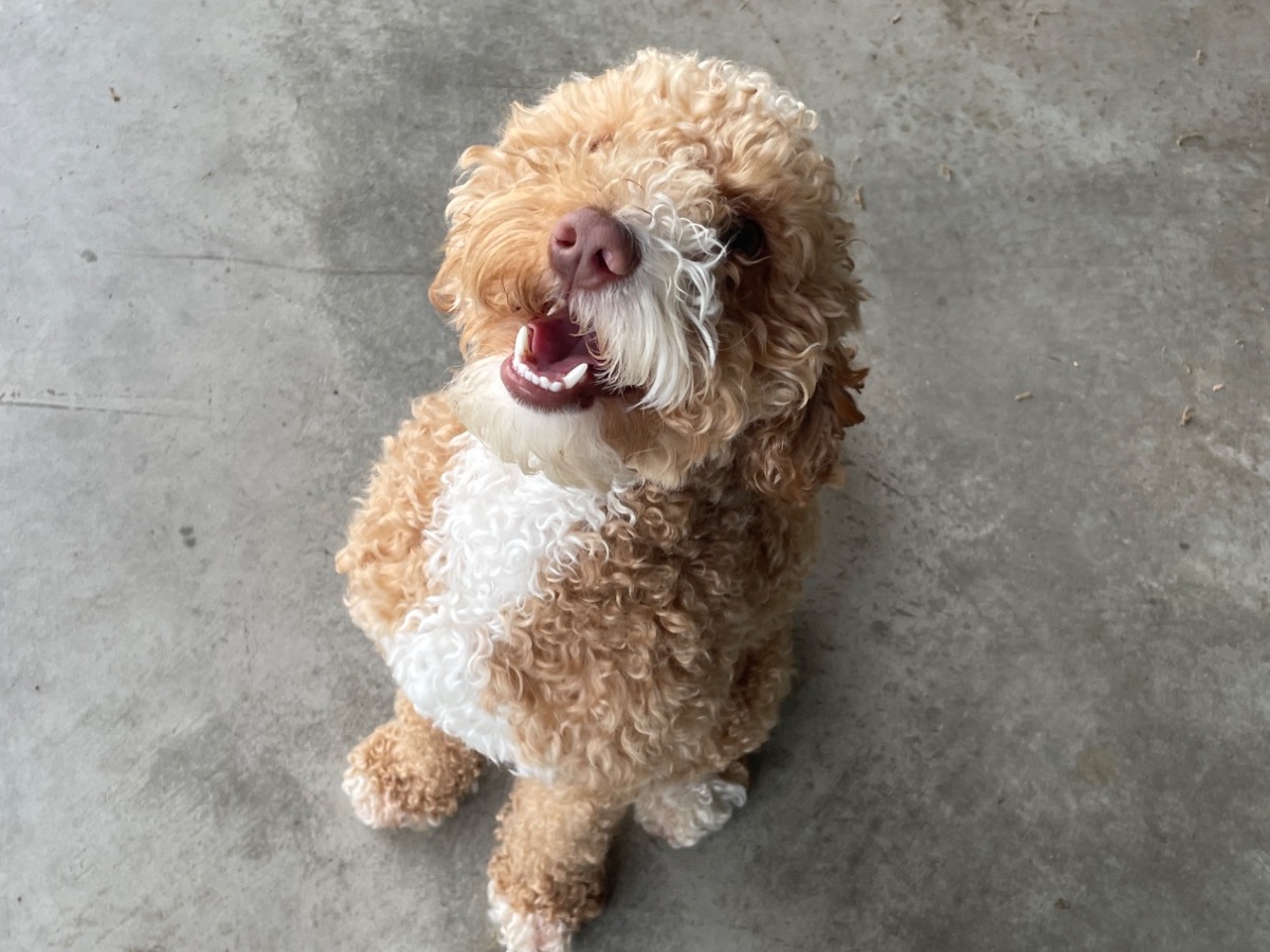 Miniature Poodle 1 year 9 months old male small named RIP for breeding in Weatherford, Texas | Petmeetly