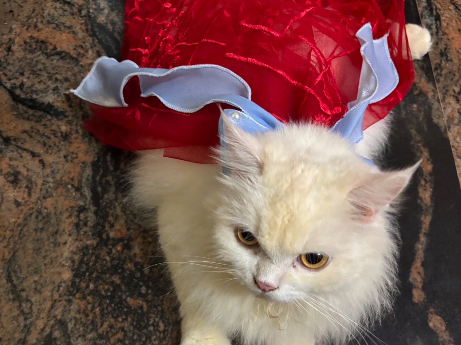 Moomiee - Persian | Petmeetly