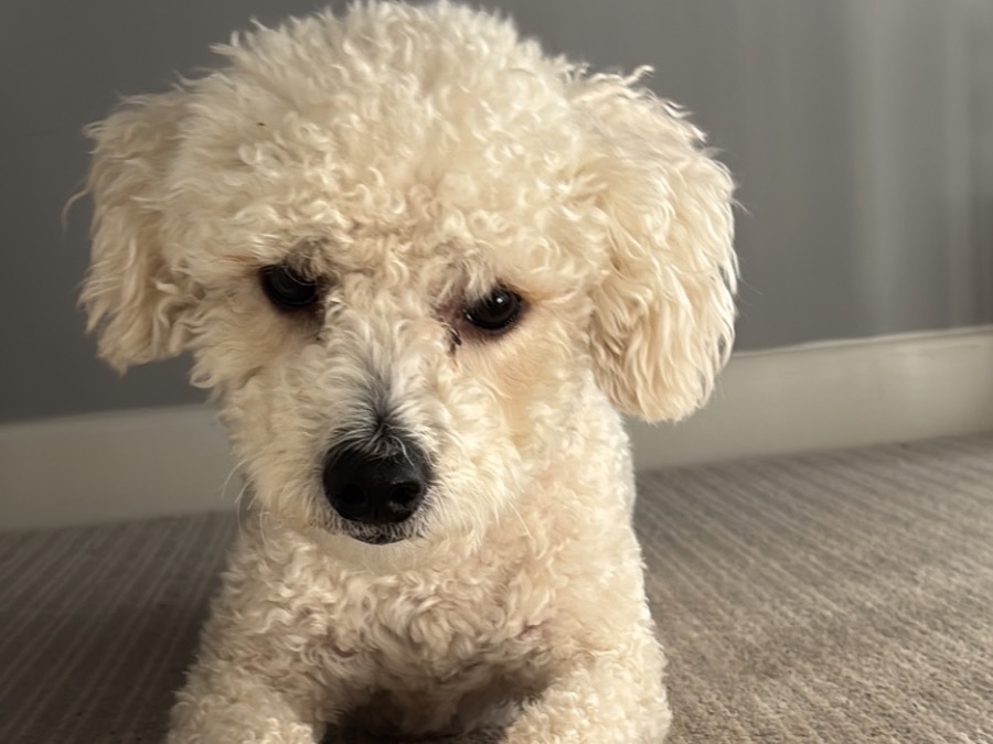 Buttons - Bichon Frise | Petmeetly