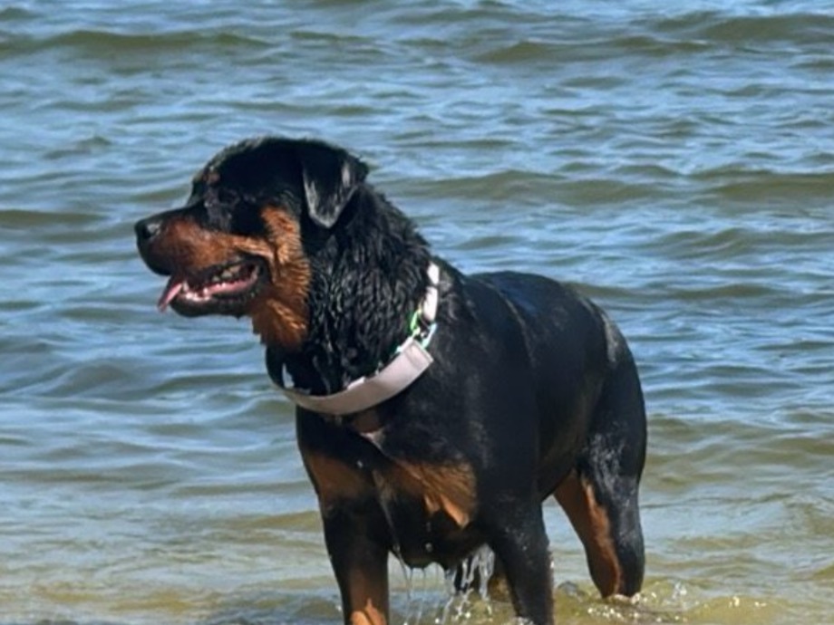 Rottweiler 2 years 1 month old female large named freya for breeding in Pensacola, Florida | Petmeetly