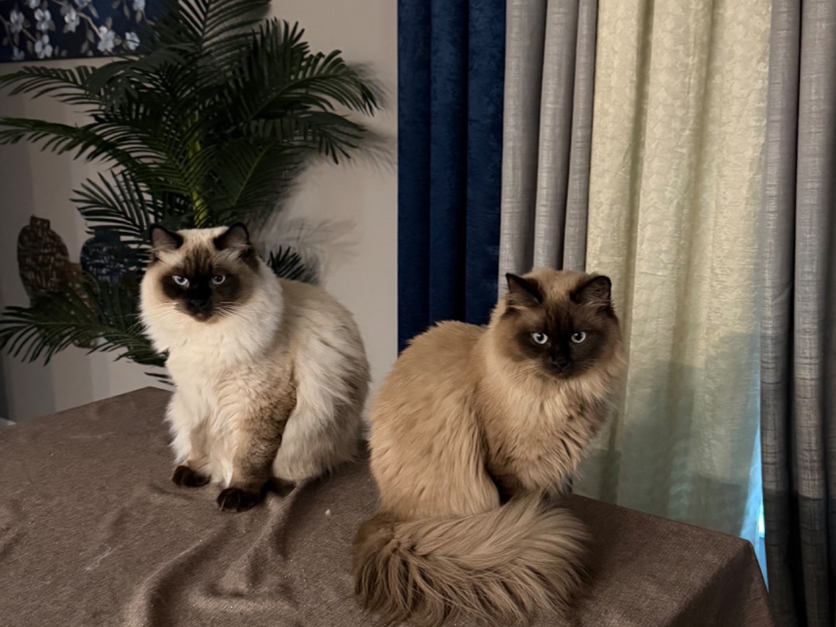 sage - Ragdoll | Petmeetly