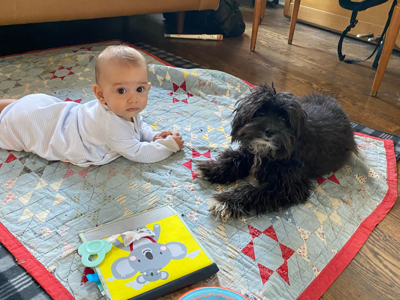 saki - Miniature Australian Shepherd | Petmeetly