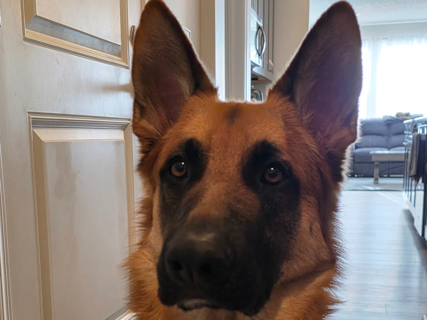 LaBatt - German Shepherd | Petmeetly