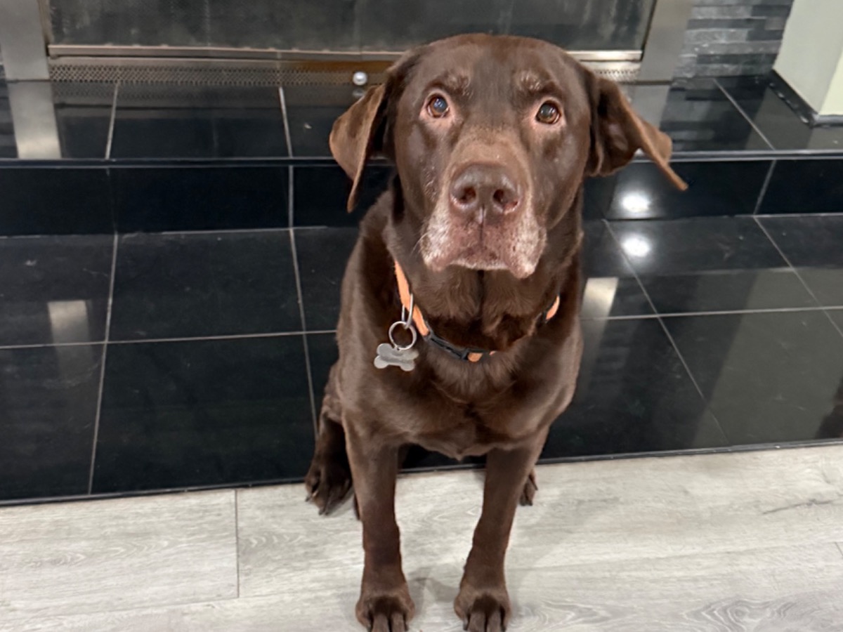 Dale - Labrador Retriever | Petmeetly