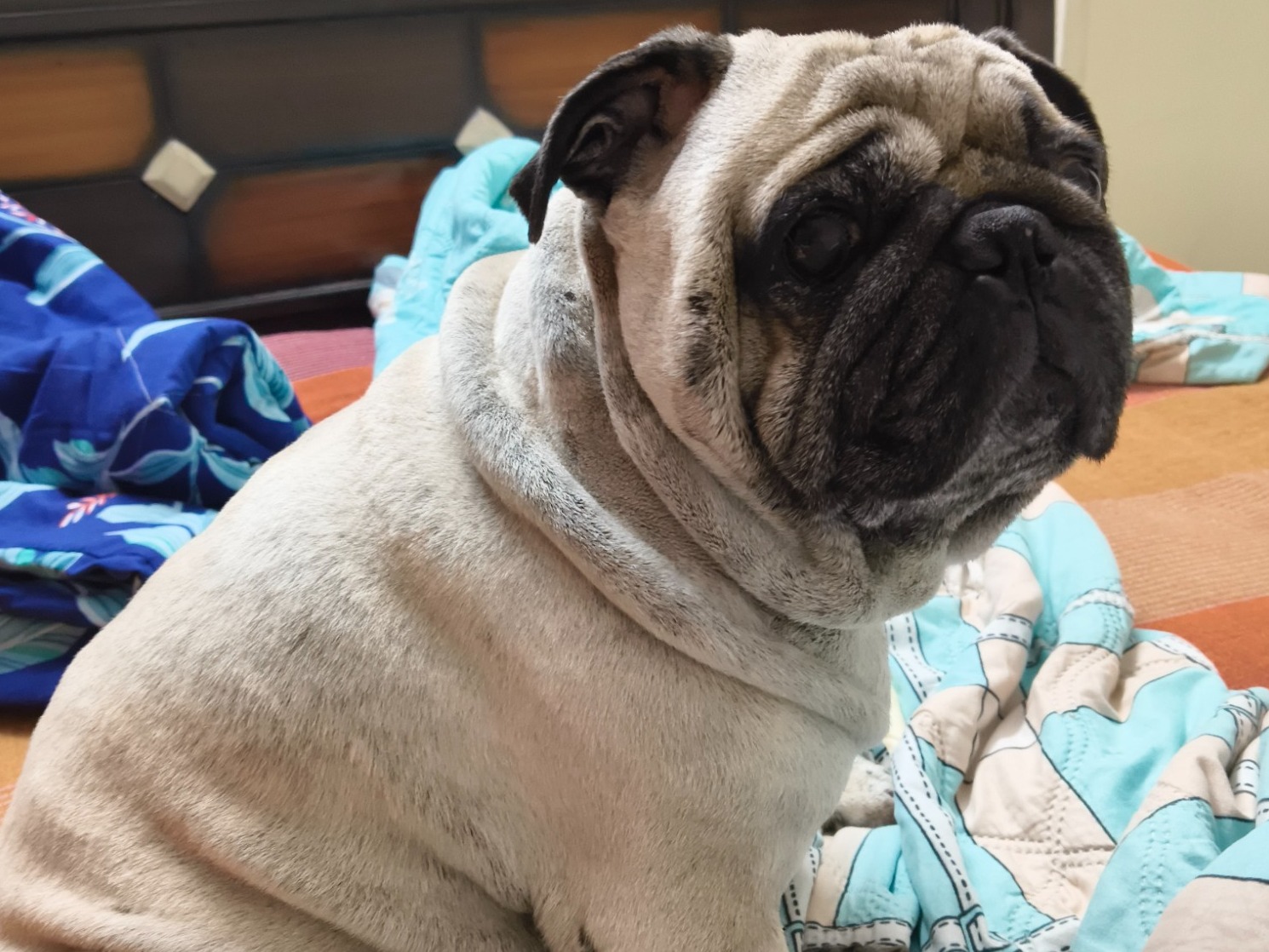 junnu - Pug | Petmeetly