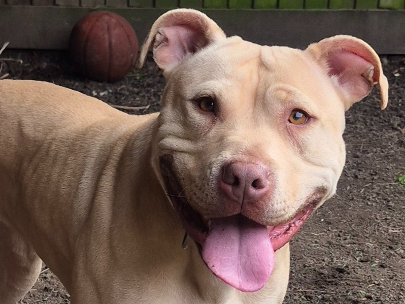 lucy - Staffordshire Bull Terrier | Petmeetly